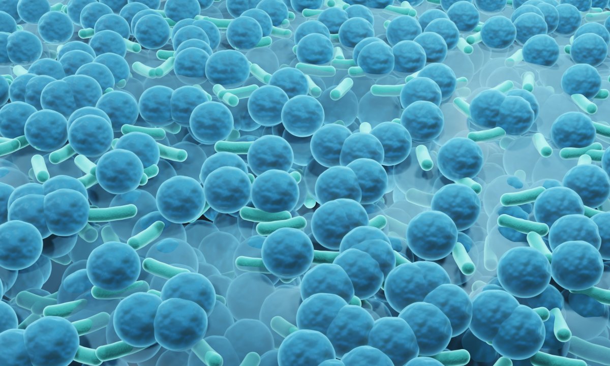 Antibiotic resistant bacteria culture