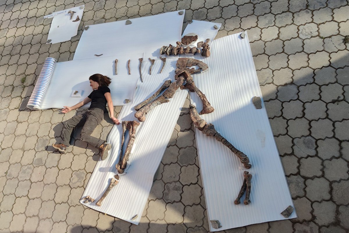 dino skeleton
