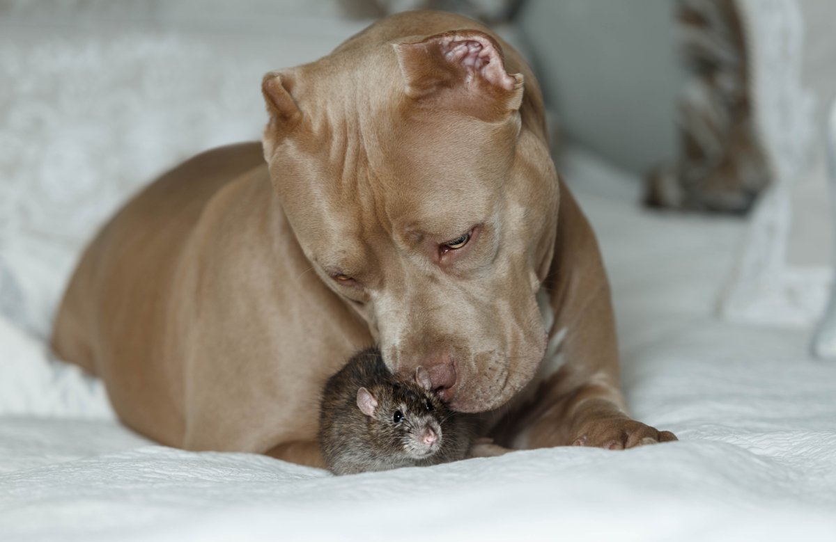 Dog and rat