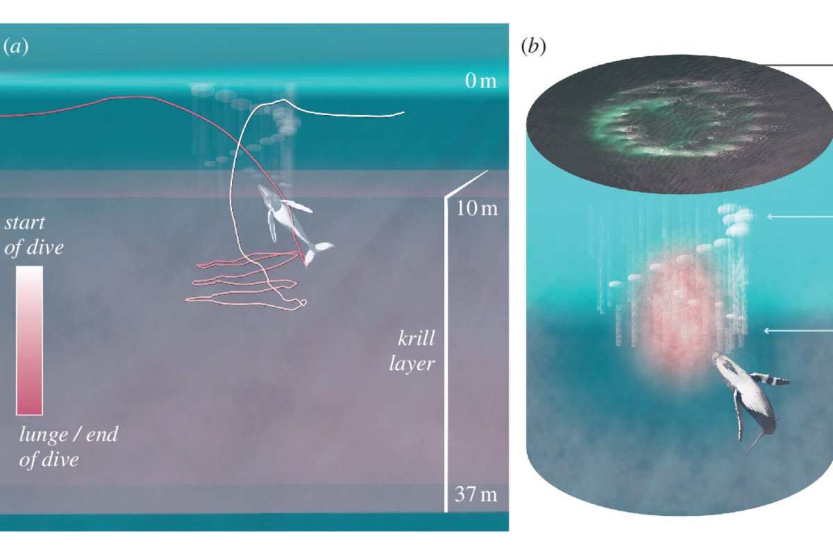 whale bubbles