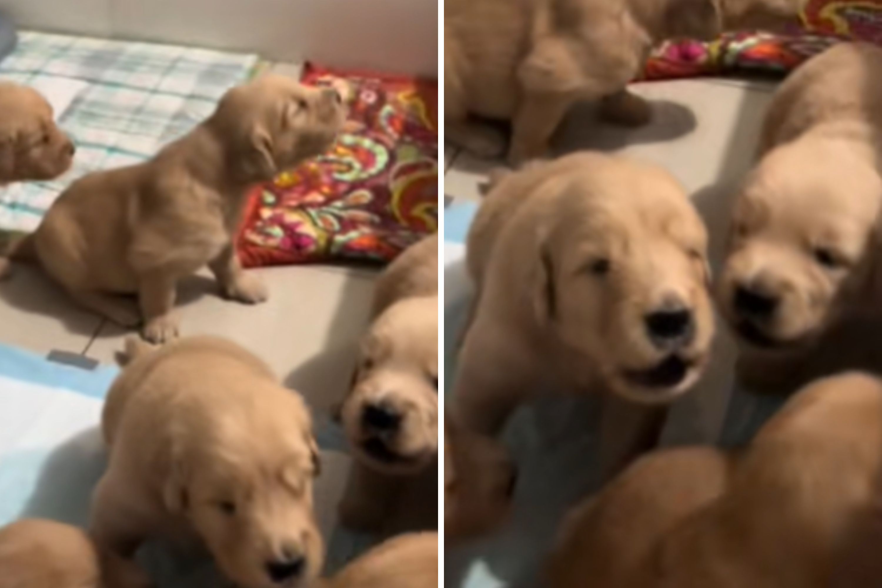 2 week old golden shops retriever