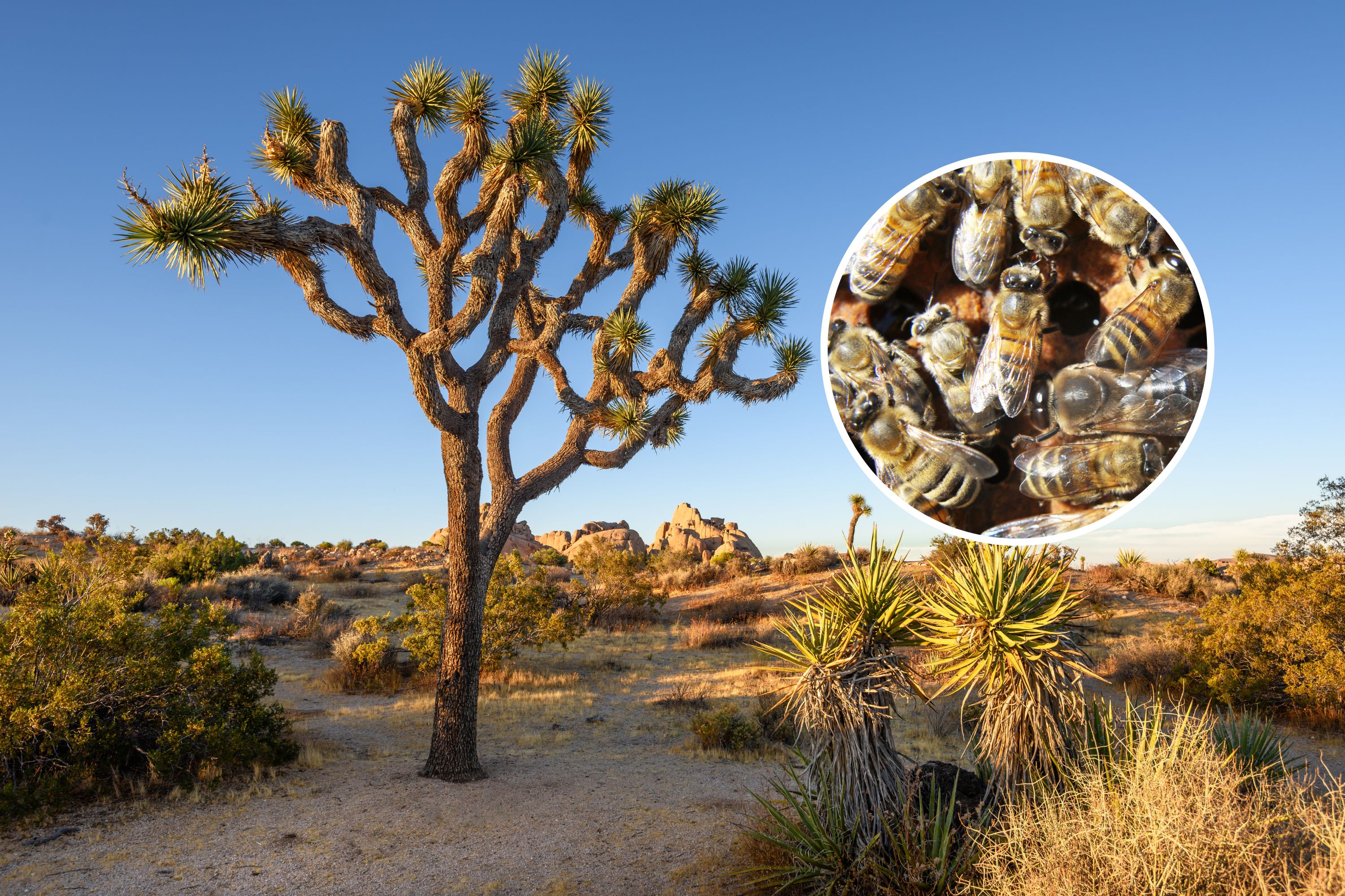 “Increased bee activity” leads to closure of a campsite in a California park