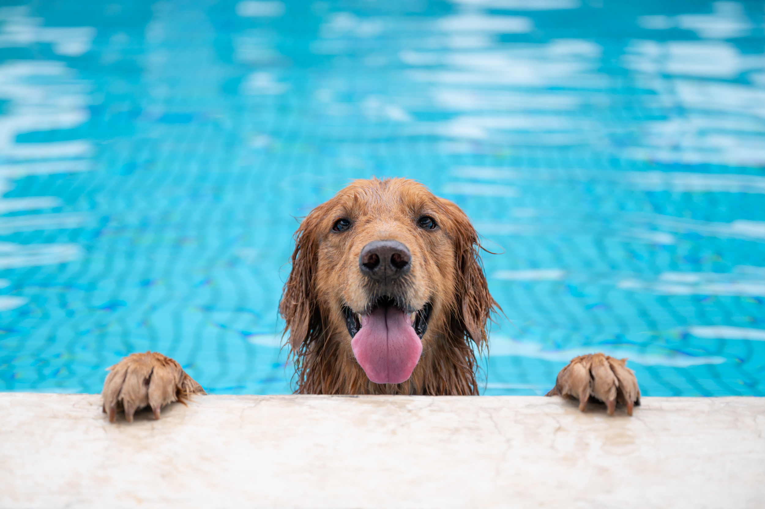 Golden Retriever gets water slide for his birthday: Owner can’t stop playing