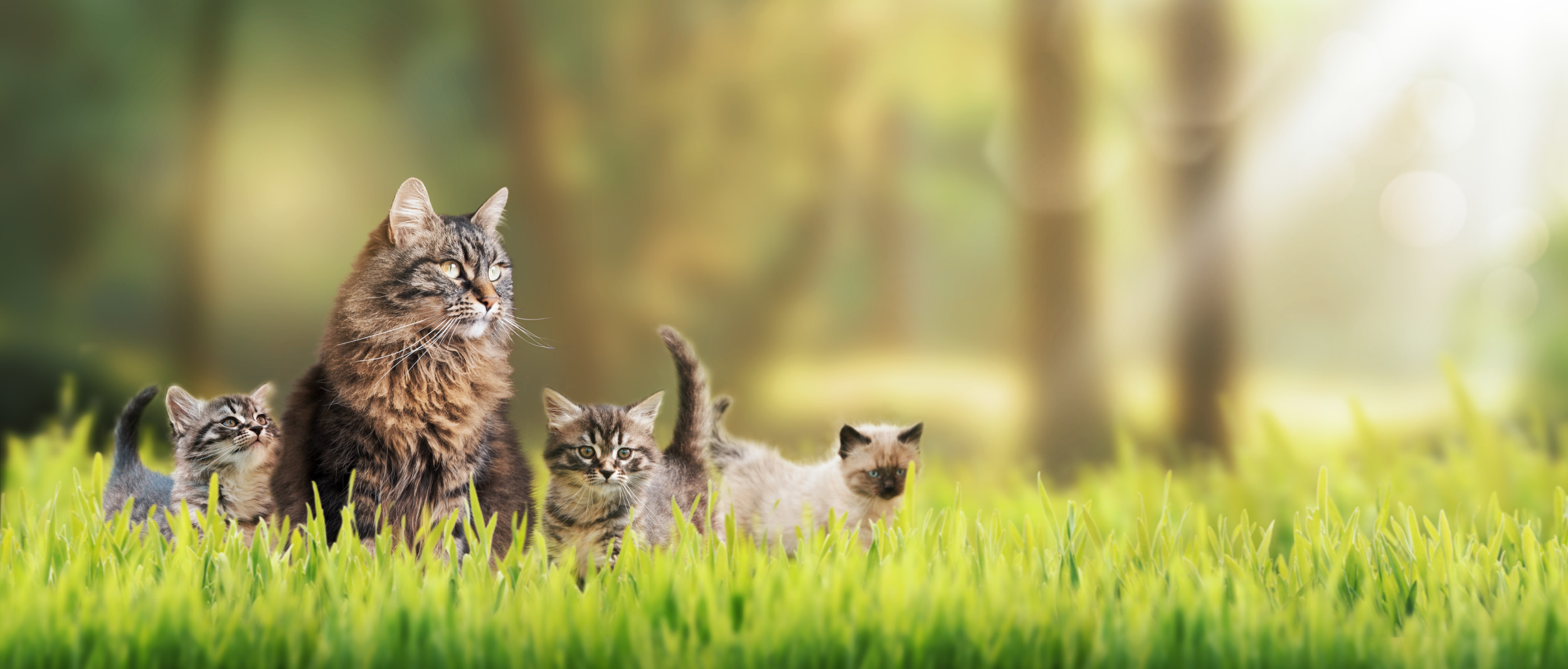 Shy Cat Makes New Friend and Reveals Adorable Kittens: A Heartwarming Connection