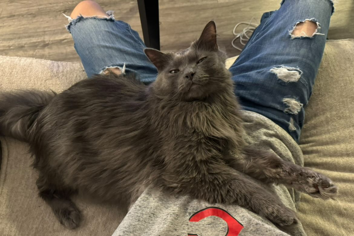 Ash the cat.