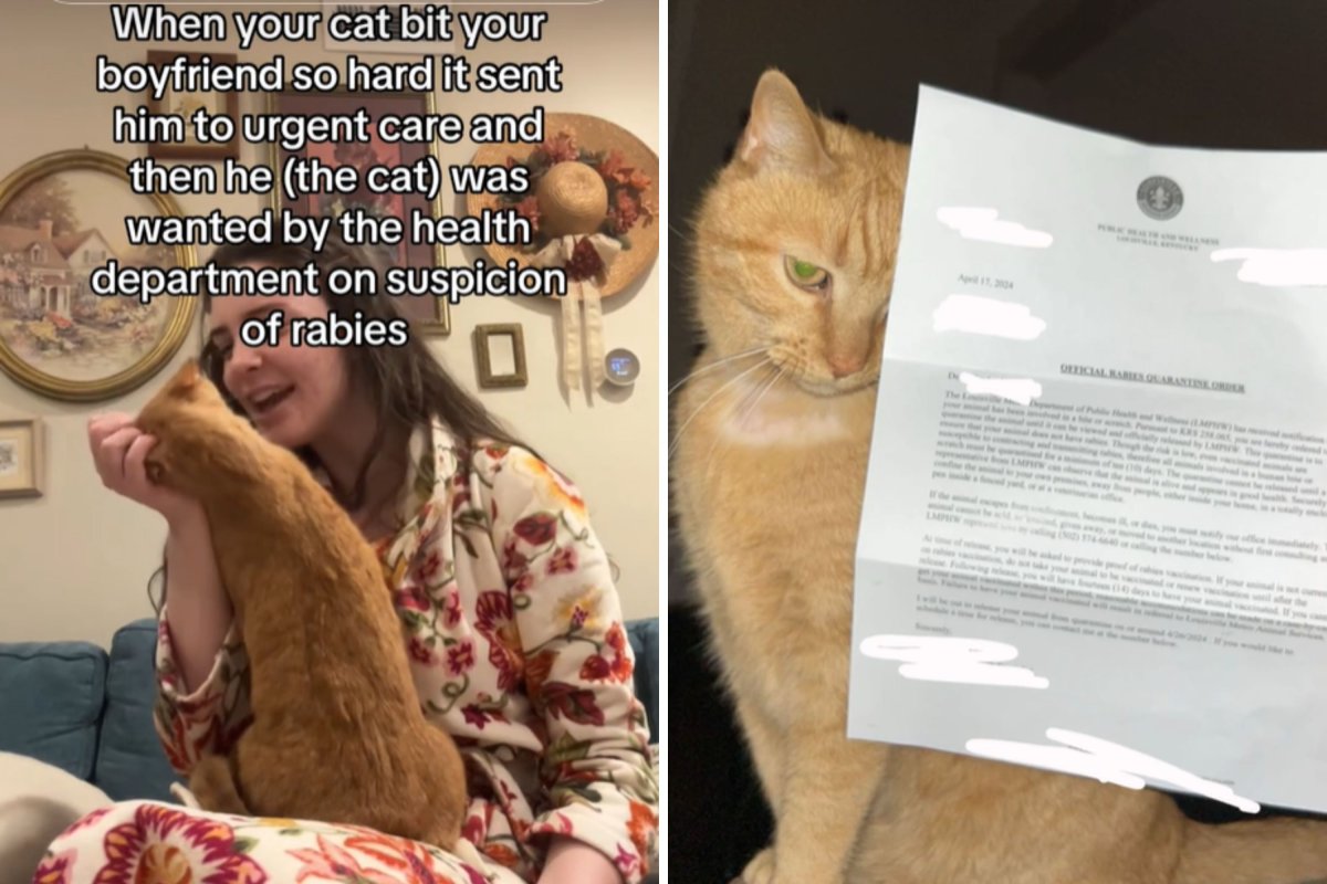 Cat gets health department letter