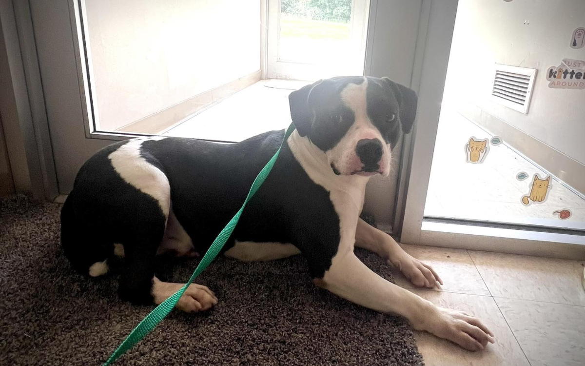 Carl was adopted and then returned.
