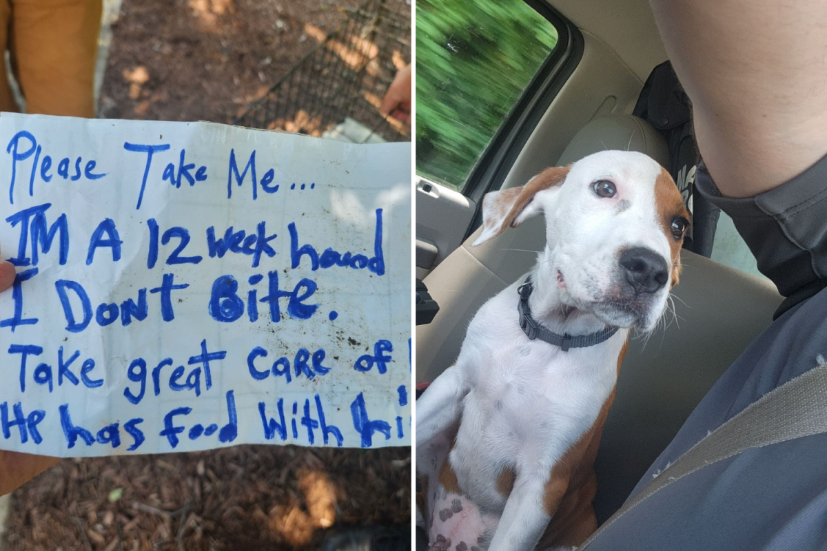 Note and abandoned dog