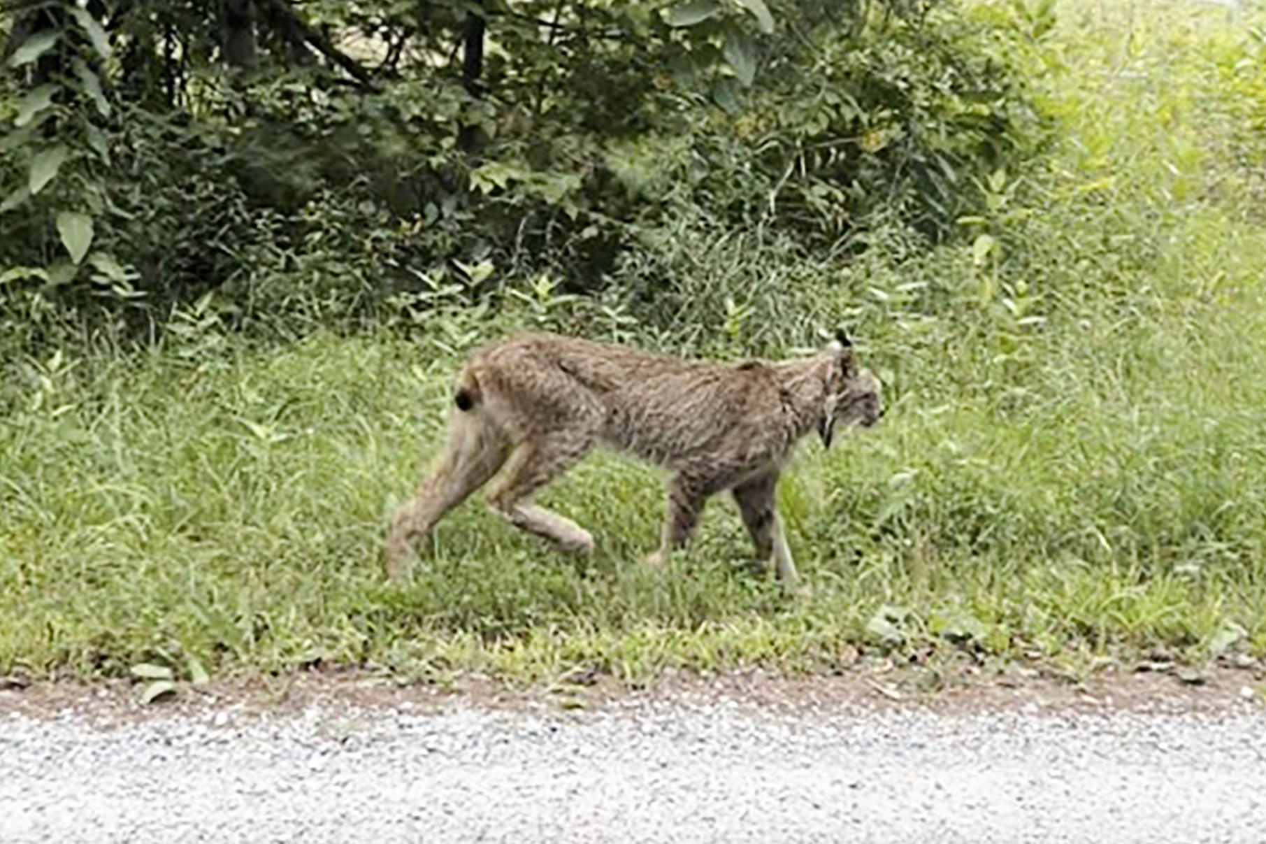 Canada Lynx: Sighting In Vermont Marks First Since 2018 - Newsweek