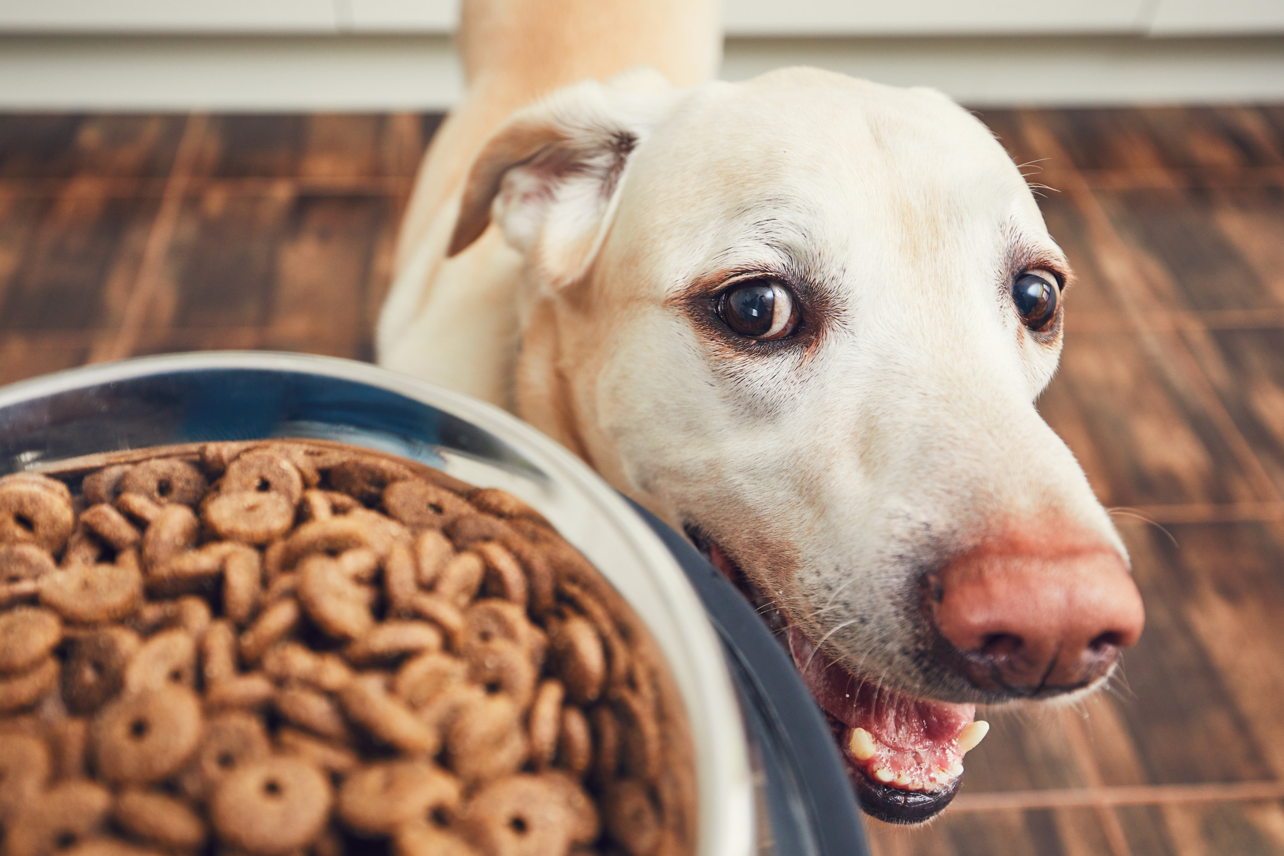 Labrador not eating dry food hotsell