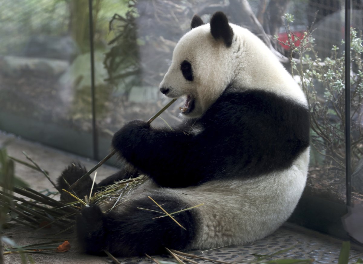 Giant panda, Meng Meng