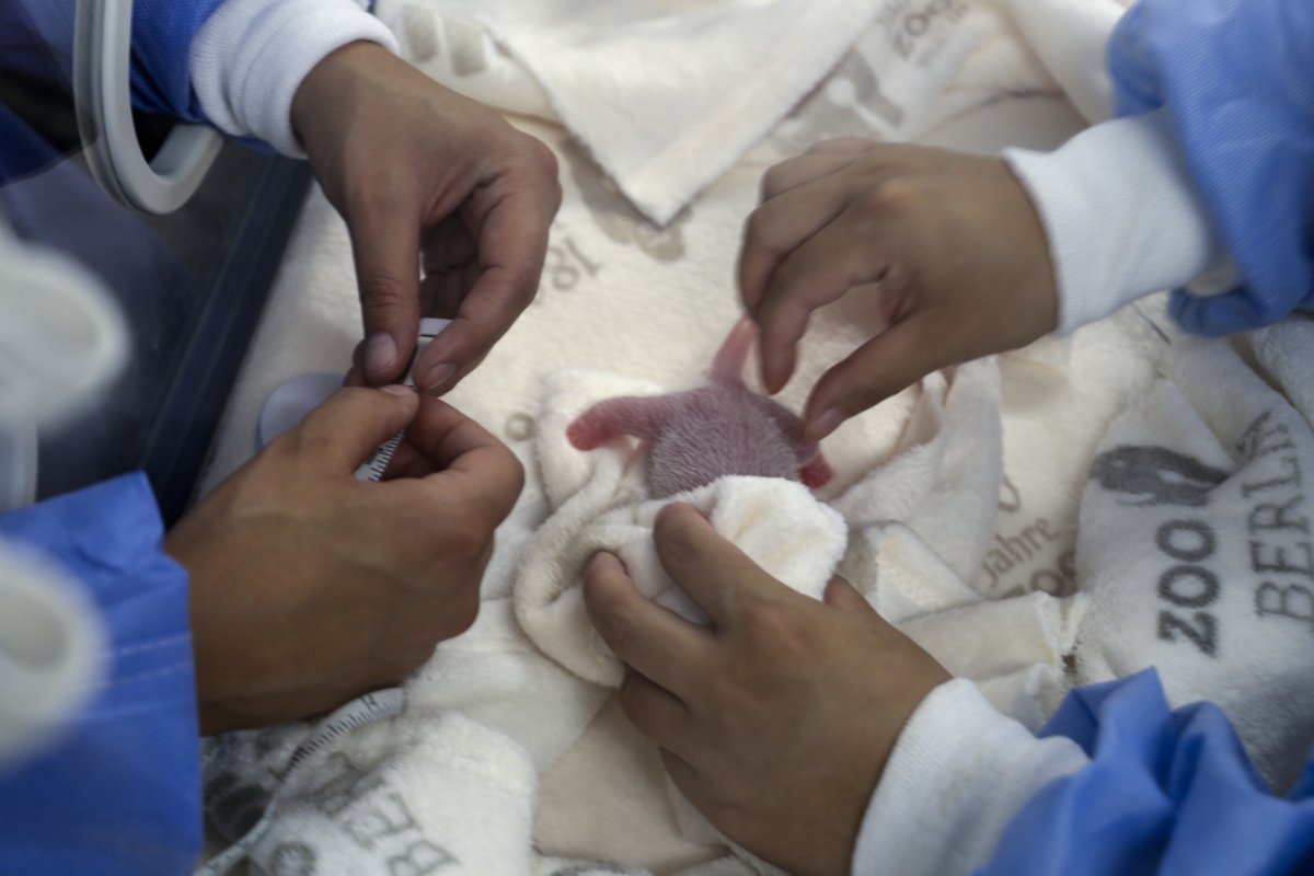 new born pandas being measured