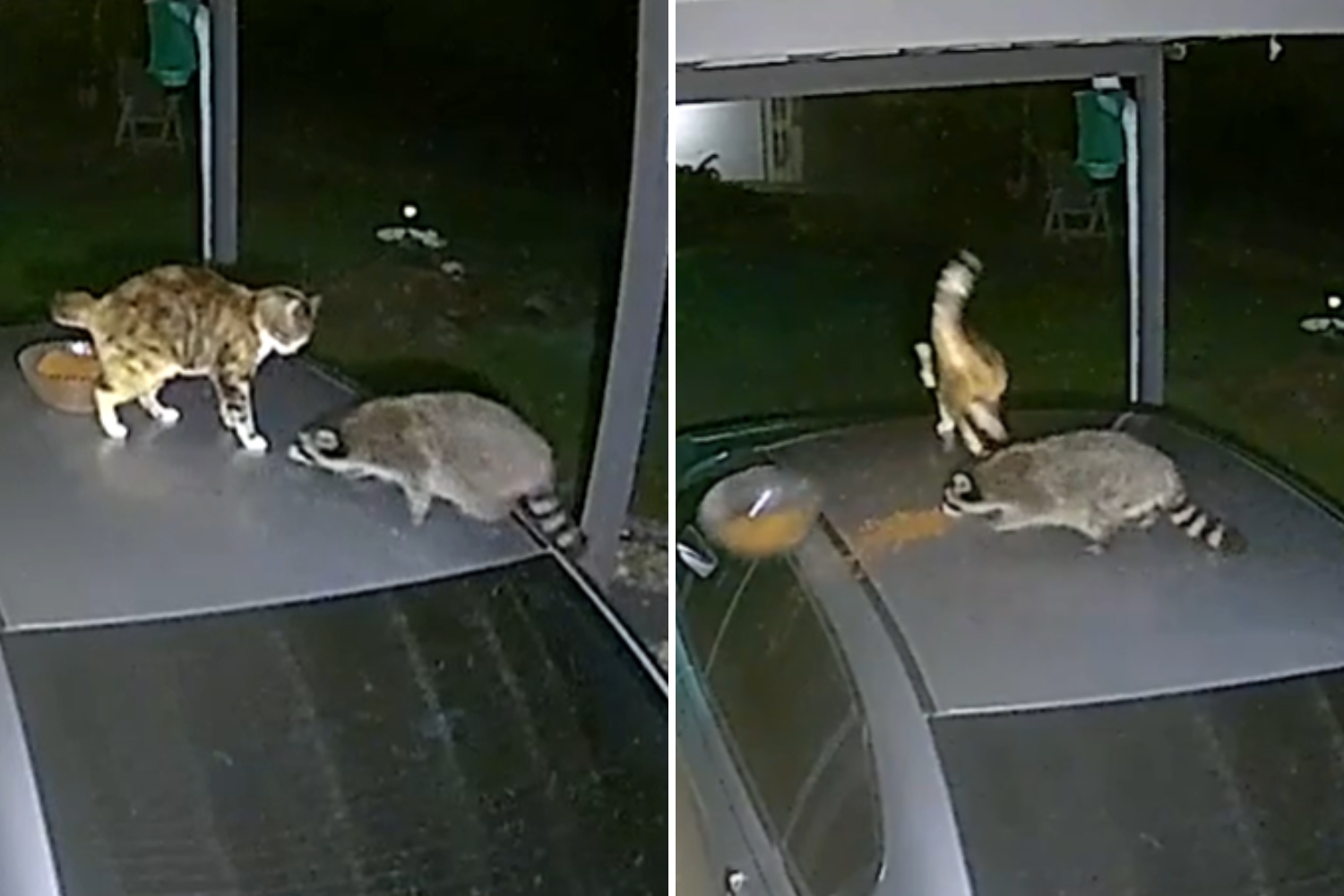 Epic Showdown: Cat vs. Raccoon for Food – You Won’t Believe Their Reactions!