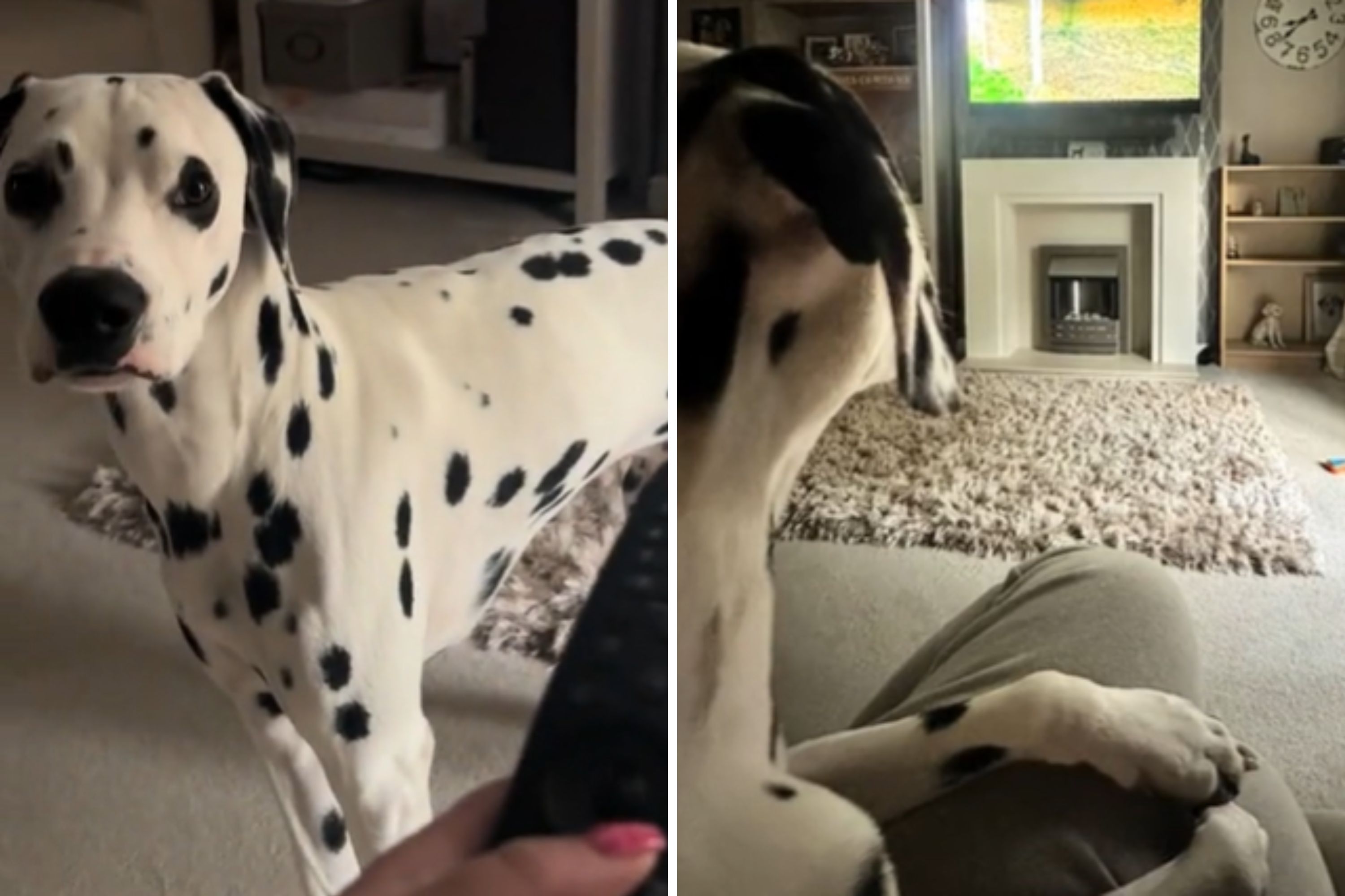 ‘Obsessed’ Dalmatian demands his mother show his favourite TV show for the 17th time