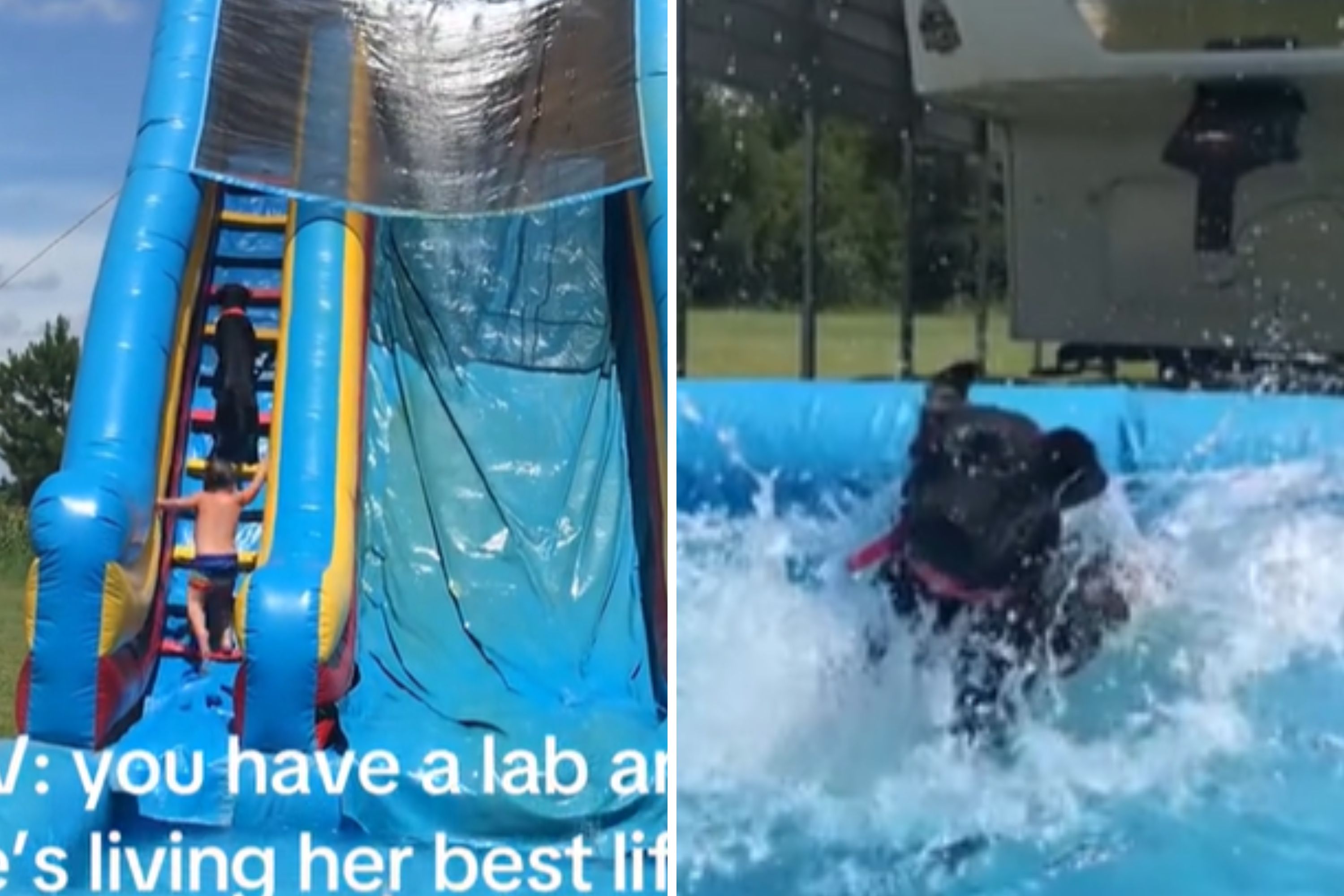 Labrador pushes ahead of children on the water slide to get his turn – “Me first”