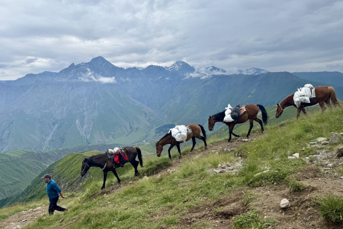 Horses in northern Georgia