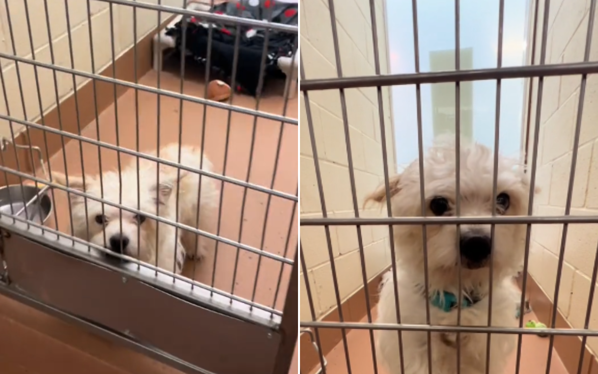 Samson the shelter dog waits.