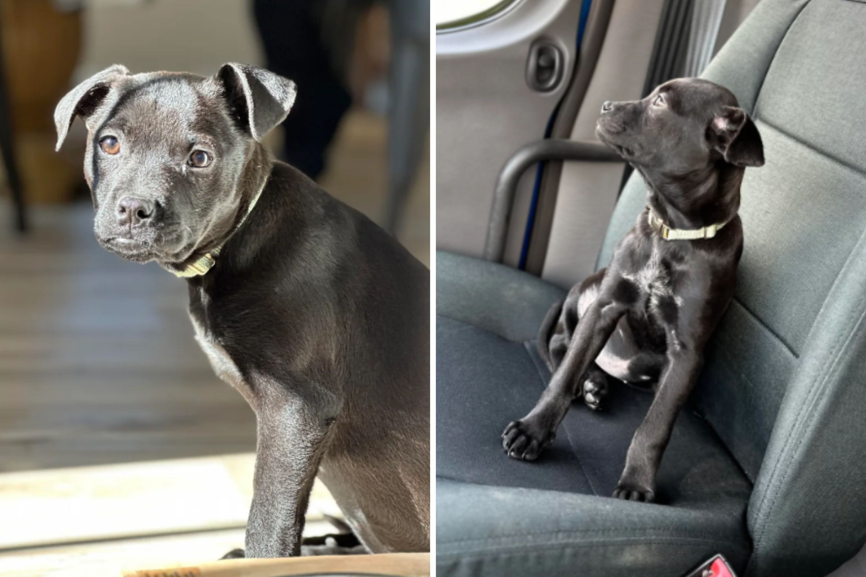 Photos of the rare Chihuahua-Black-Labrador mix “Chibrador” make jaws drop