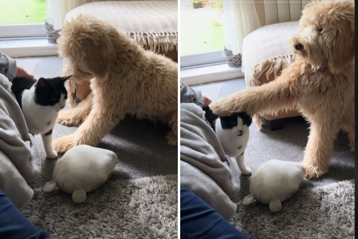 Goldendoodle tries petting cat