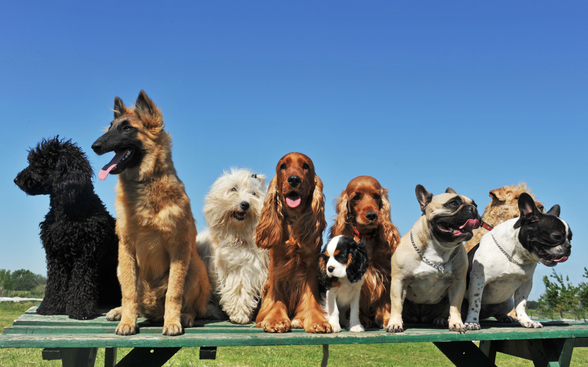 A selection of dog breeds.