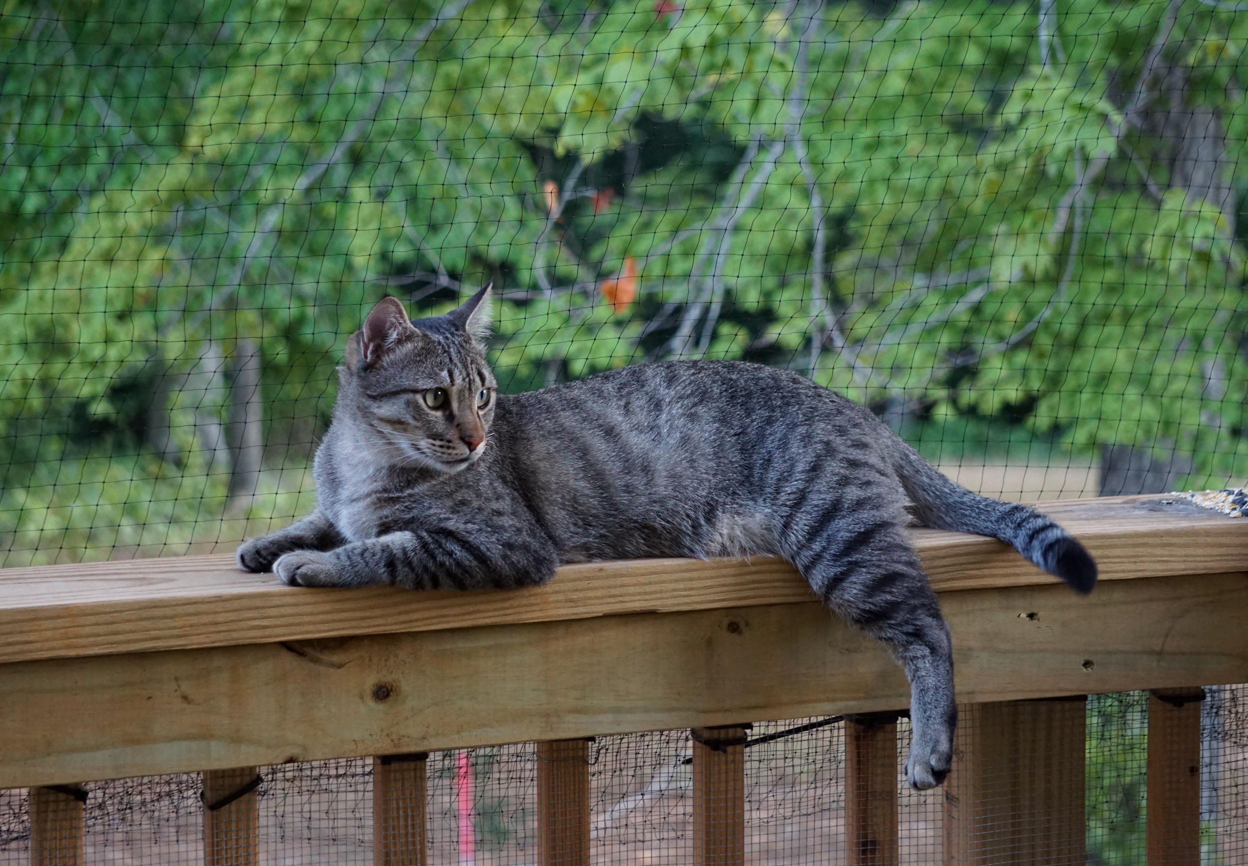 Hearts melt when friend and grandpa build a “catio” for a woman’s pet cat