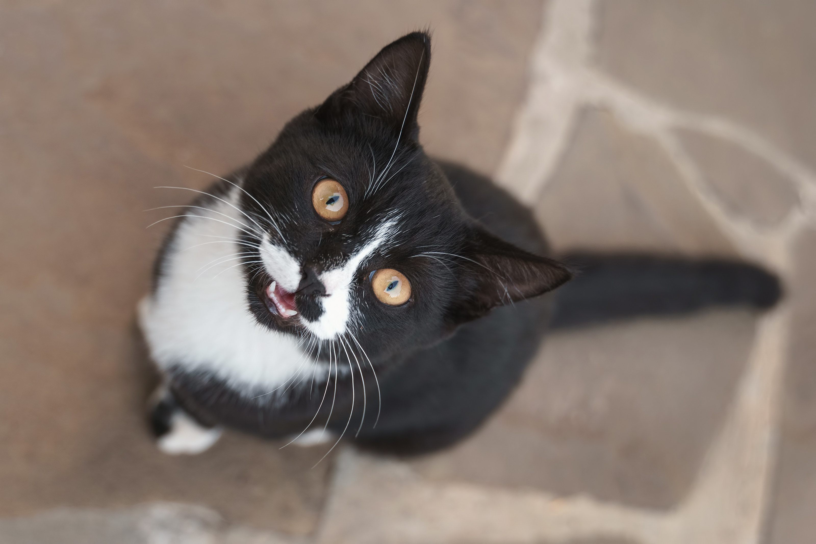 Internet In Hysterics as Cat Walks into Neighbor's House, demands to Be ...