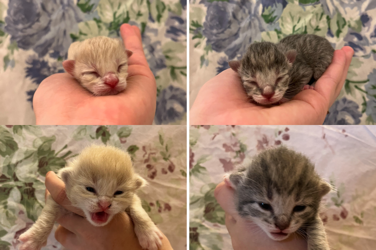 Nutmeg's newborns.