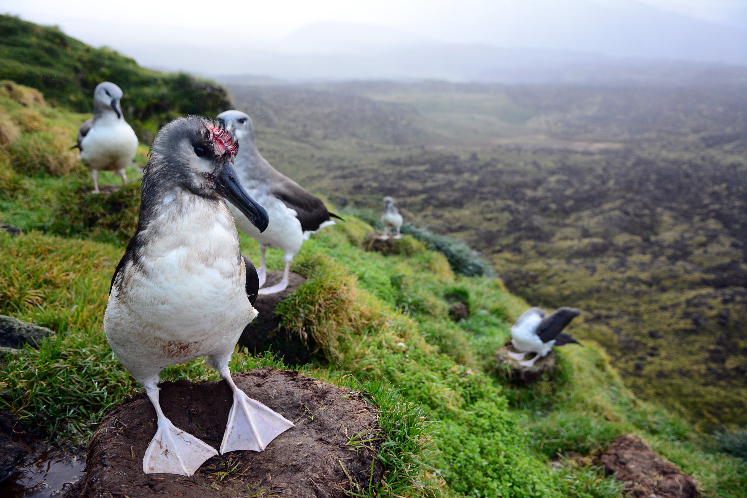 Officials bomb albatross-eating mice and solve the problem ‘once and for all’