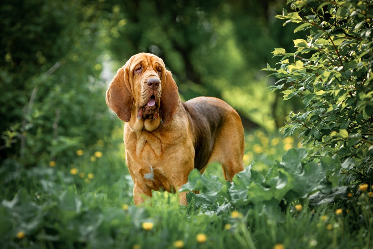 Hound dog in park setting.