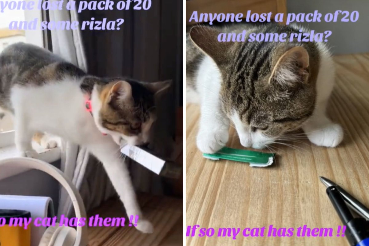 Cat thief steals cigarettes