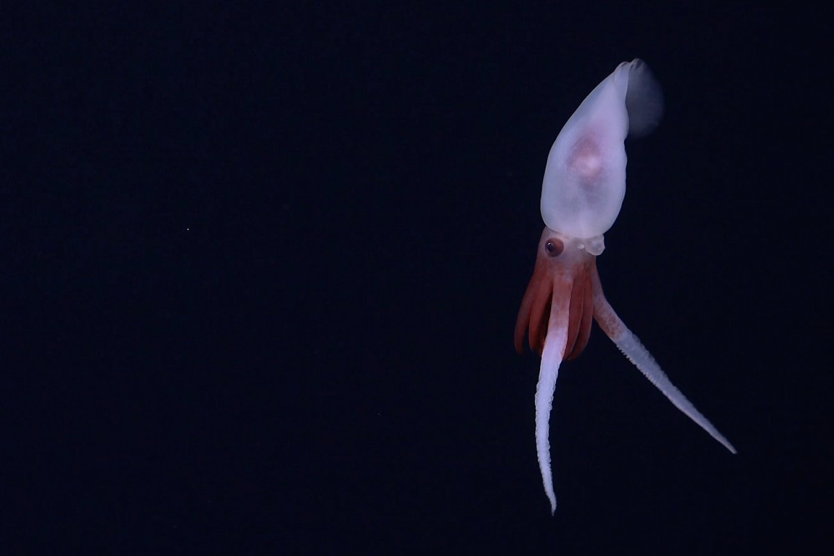 Promachoteuthis squid