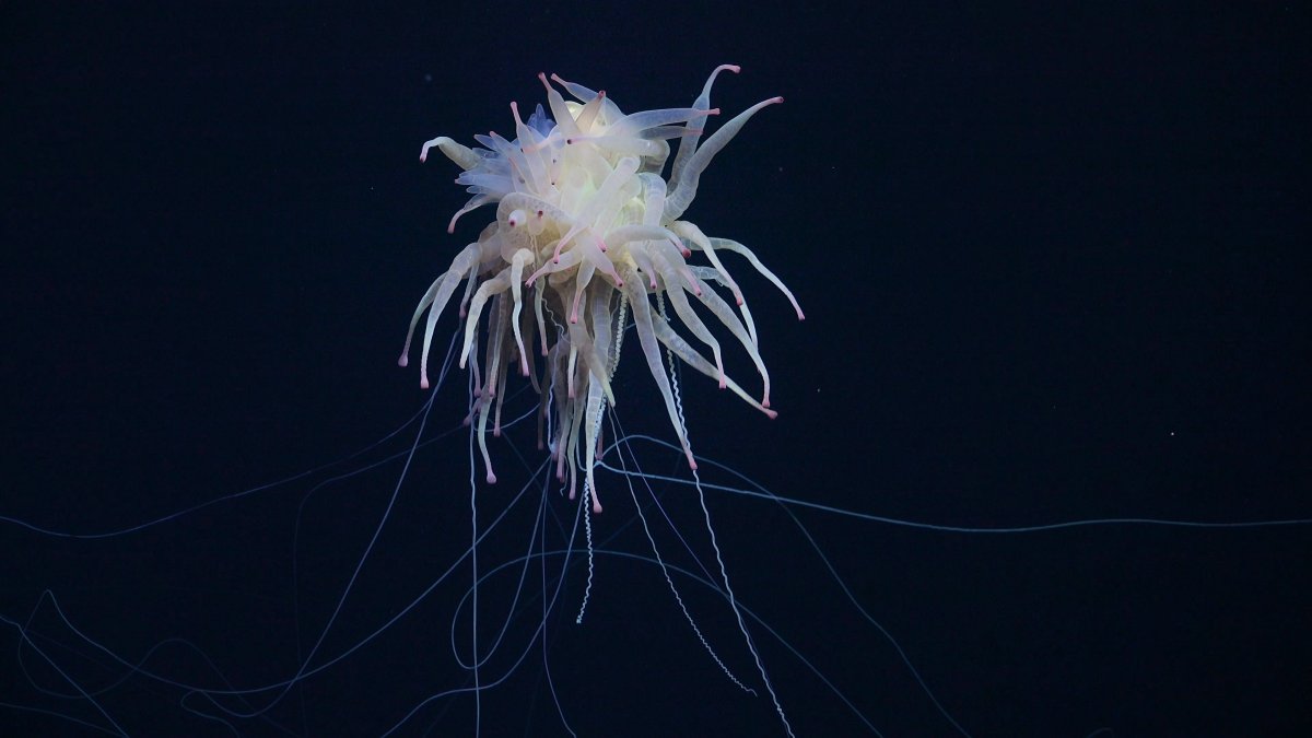 Flying spaghetti monster