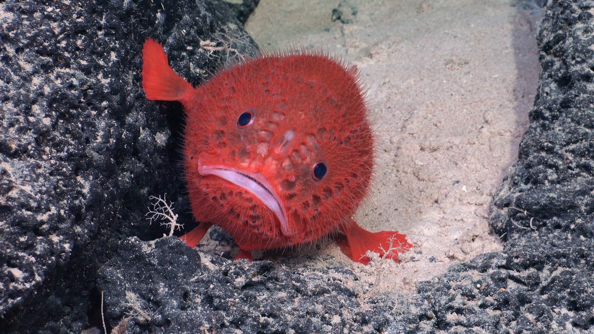 A Chaunacops coloratus