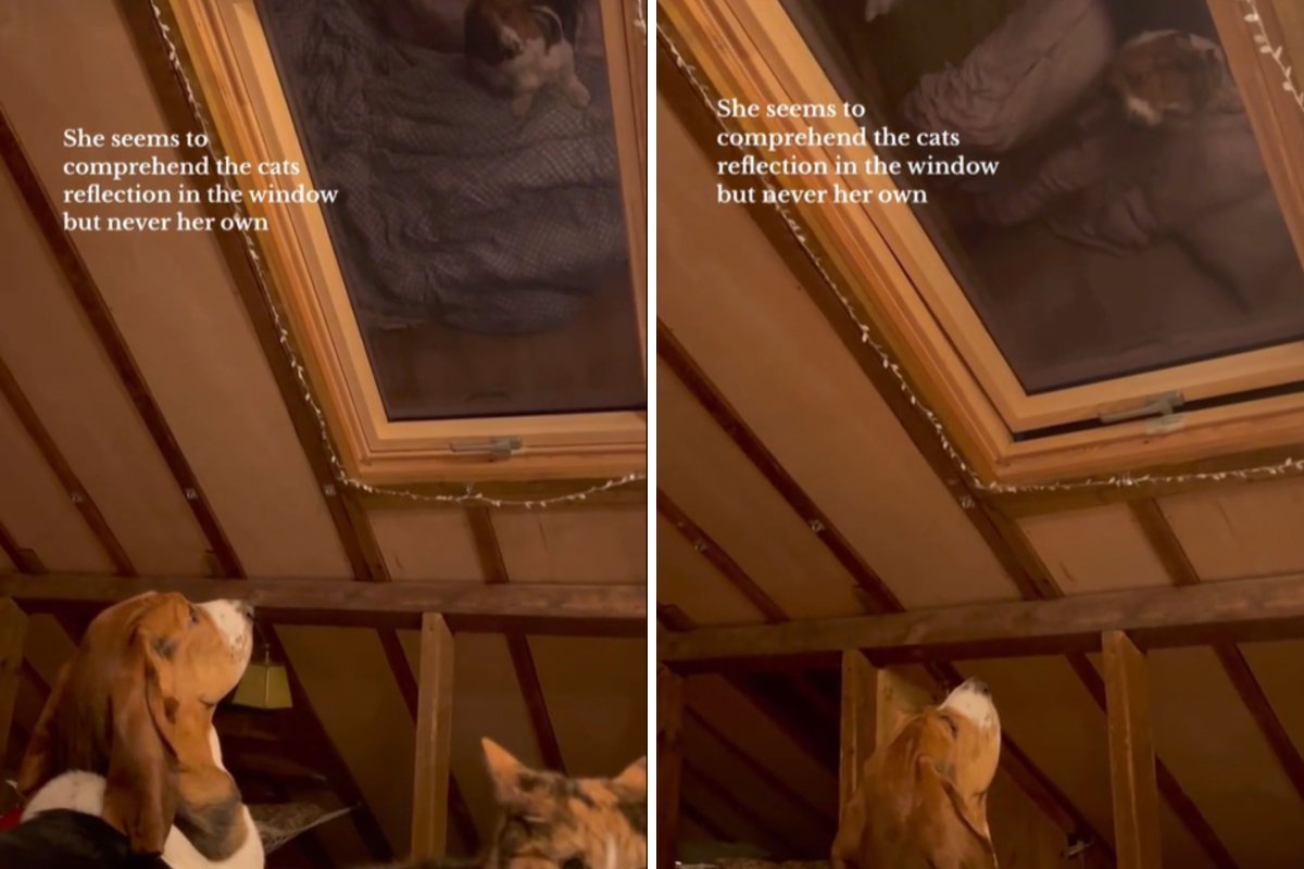 Basset hound stares at reflection