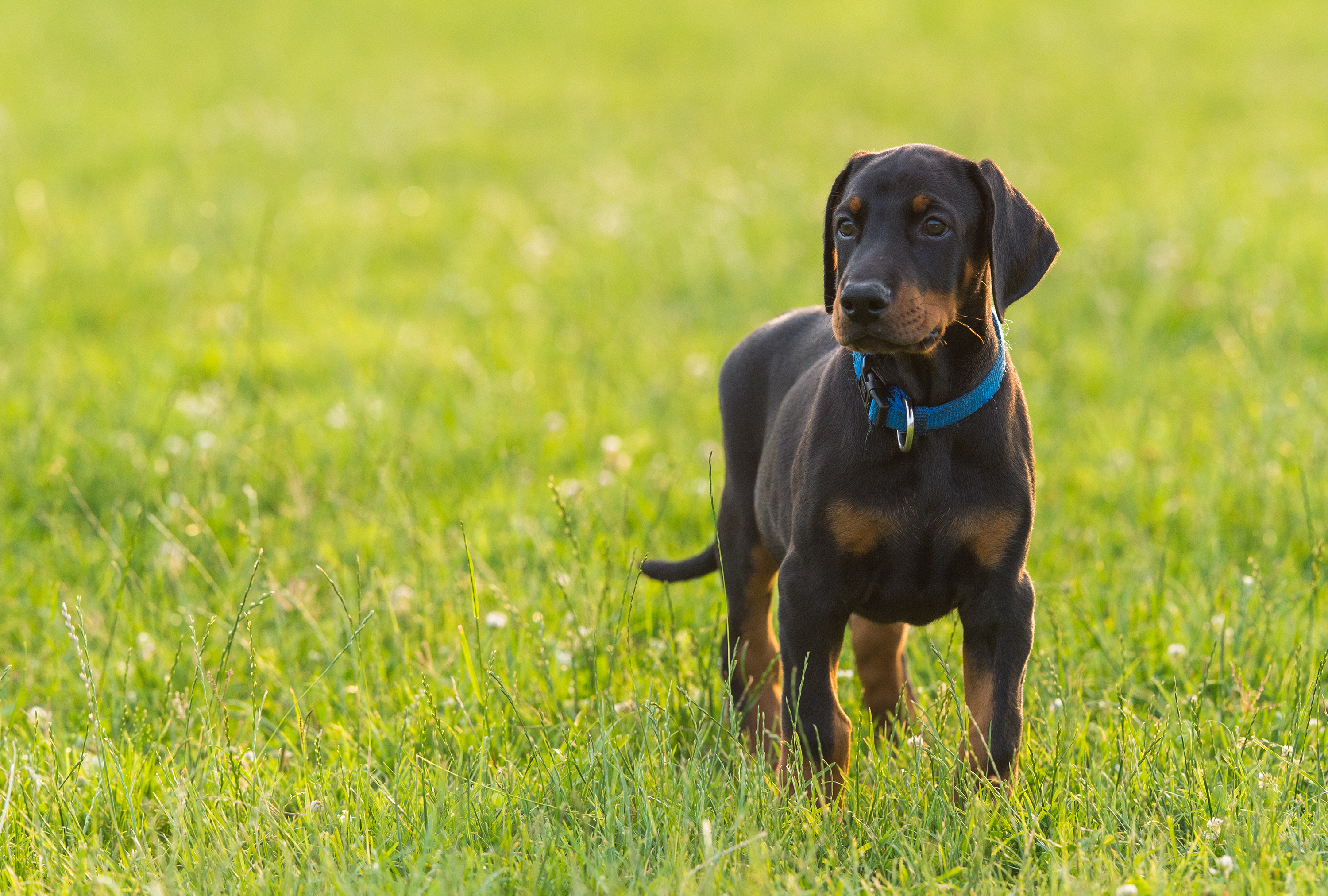 10 missing Doberman puppies could be connected to breeder's death: Police