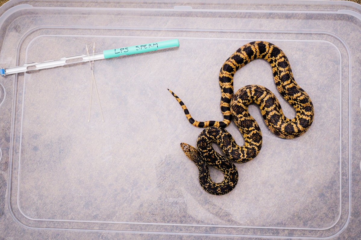 Louisiana pinesnake