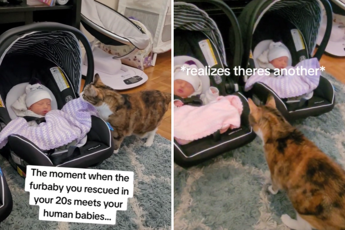 cat approves owner's babies