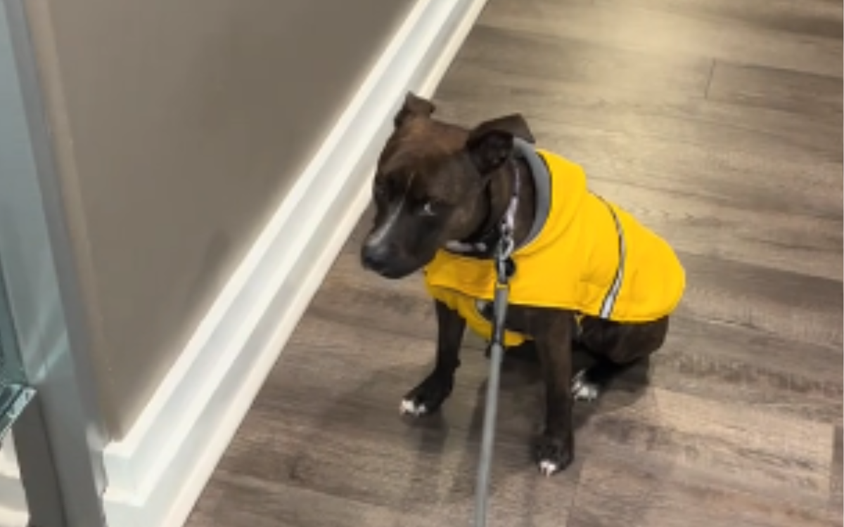 Dog rescued from life on the streets now refuses to go outside when it rains