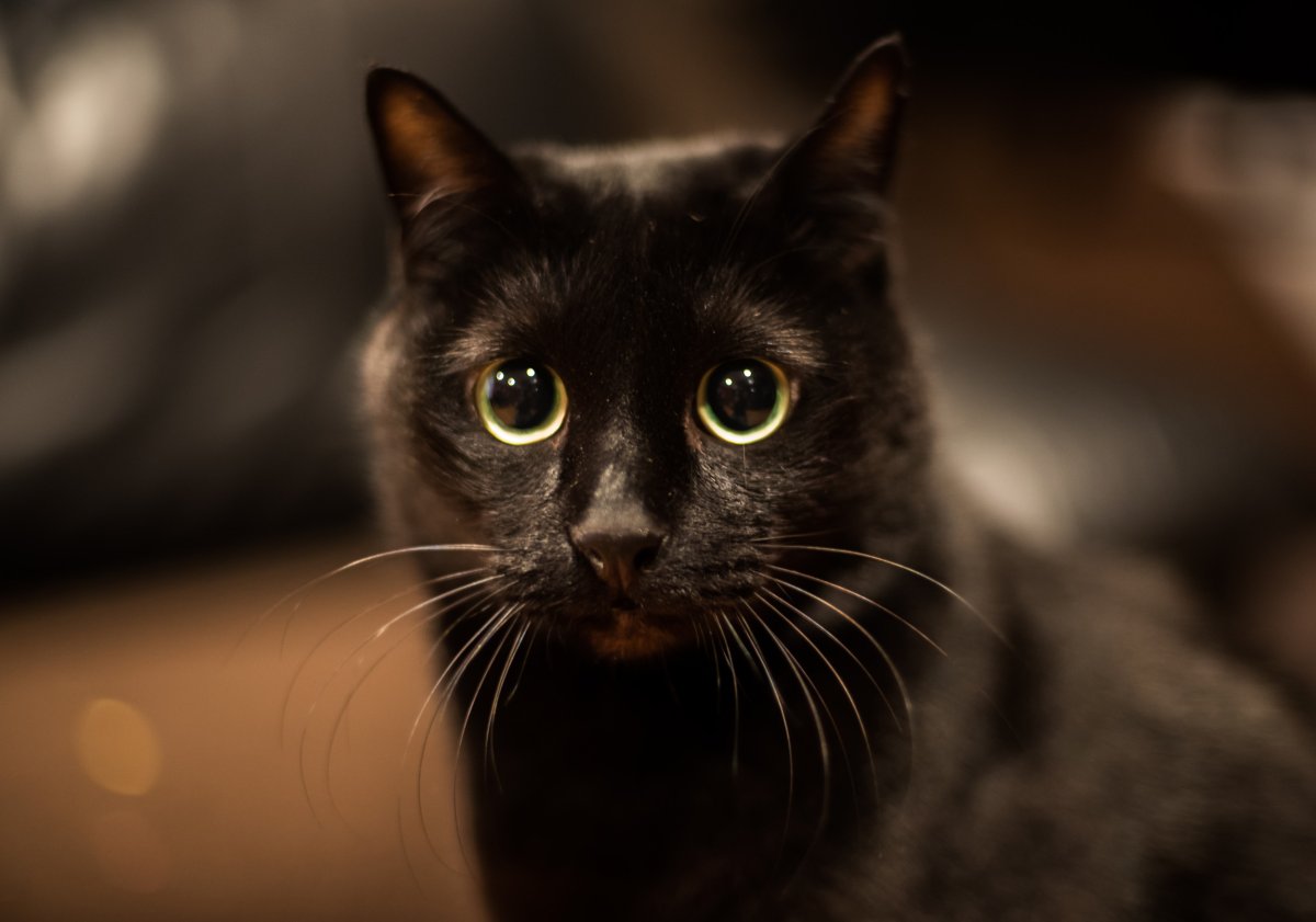 woman can't find black cat
