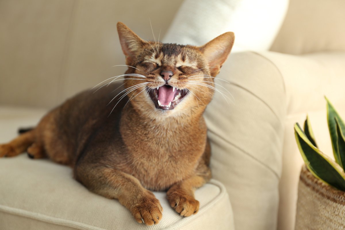 Stock image of cat meowing.