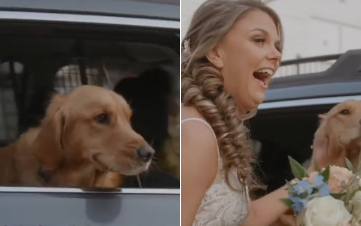 Clip of Golden Retriever at Wedding Takes On New Significance After Tragedy