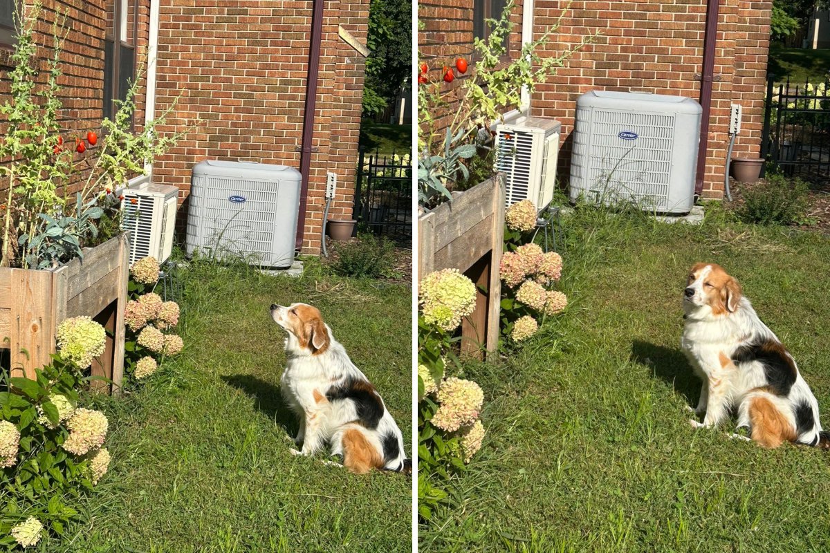 Dog barking at tomato plant