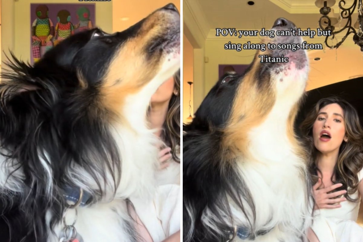 Singing dog