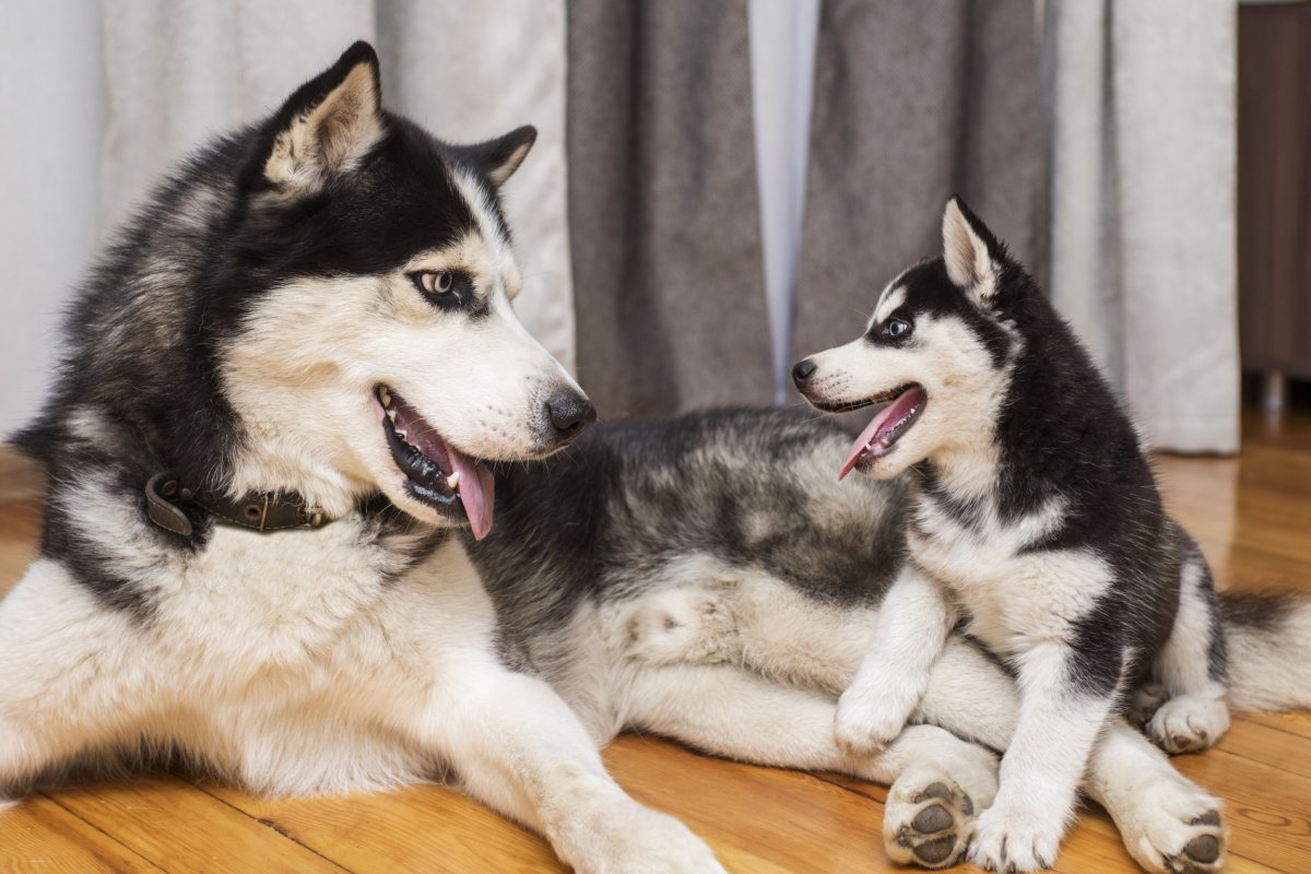 Huskies playing together