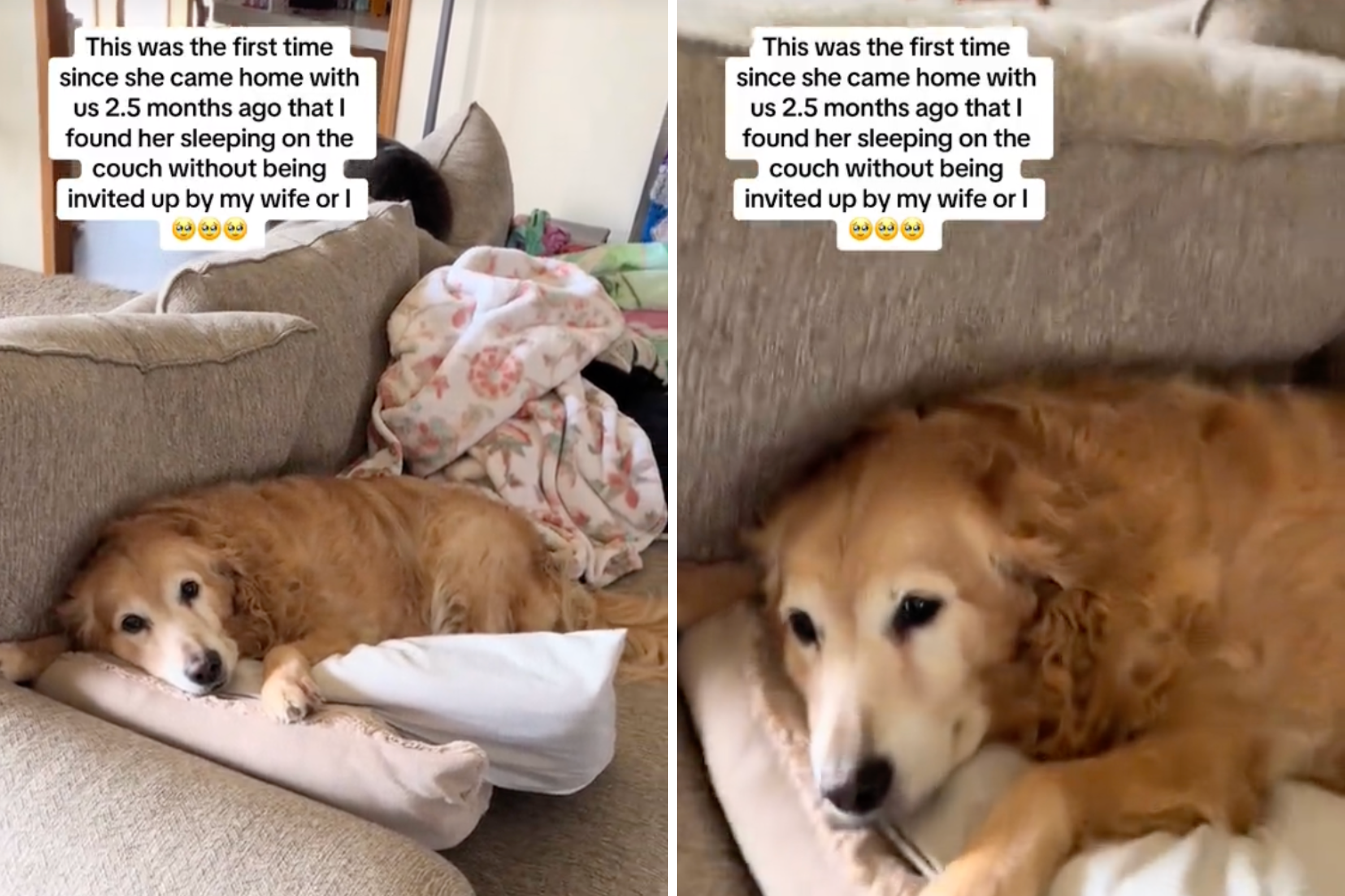 Senior Rescue Dog Finds the Bravery to Cozy Up on the Couch Alone