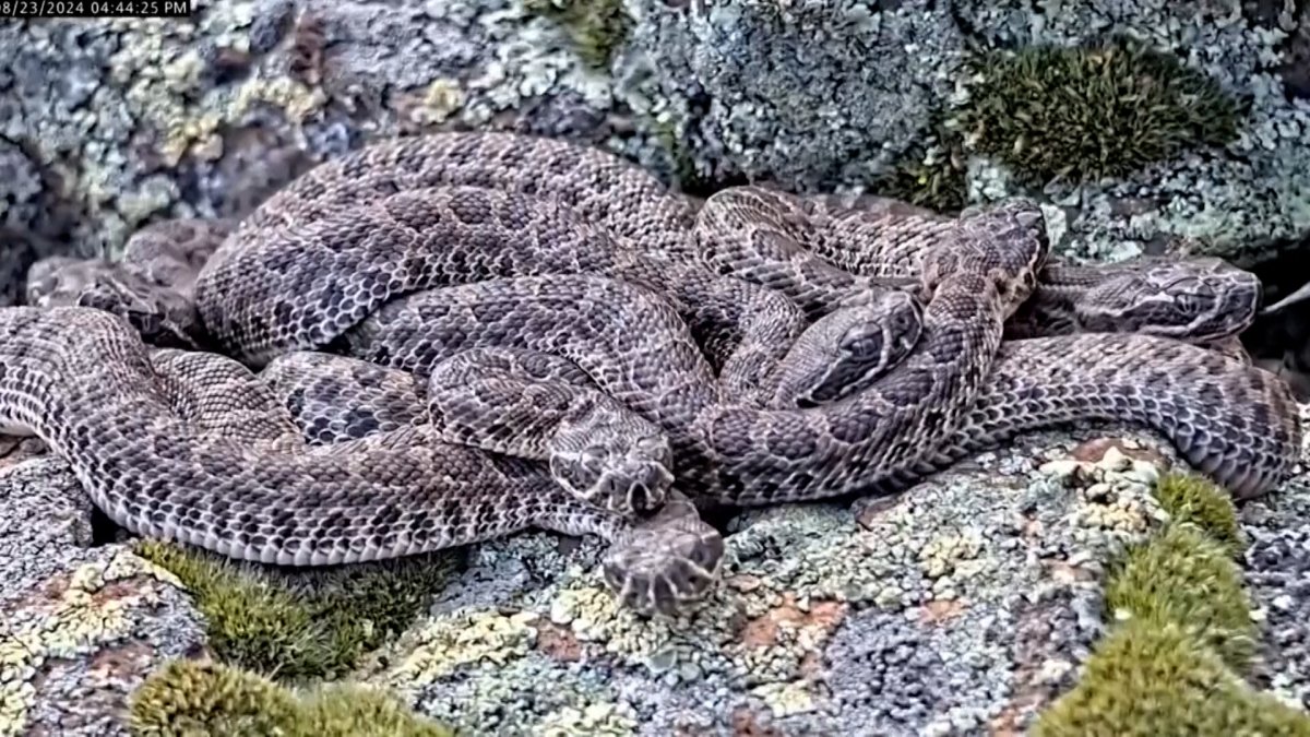 Rattlesnakes in Colorado 'mega den'