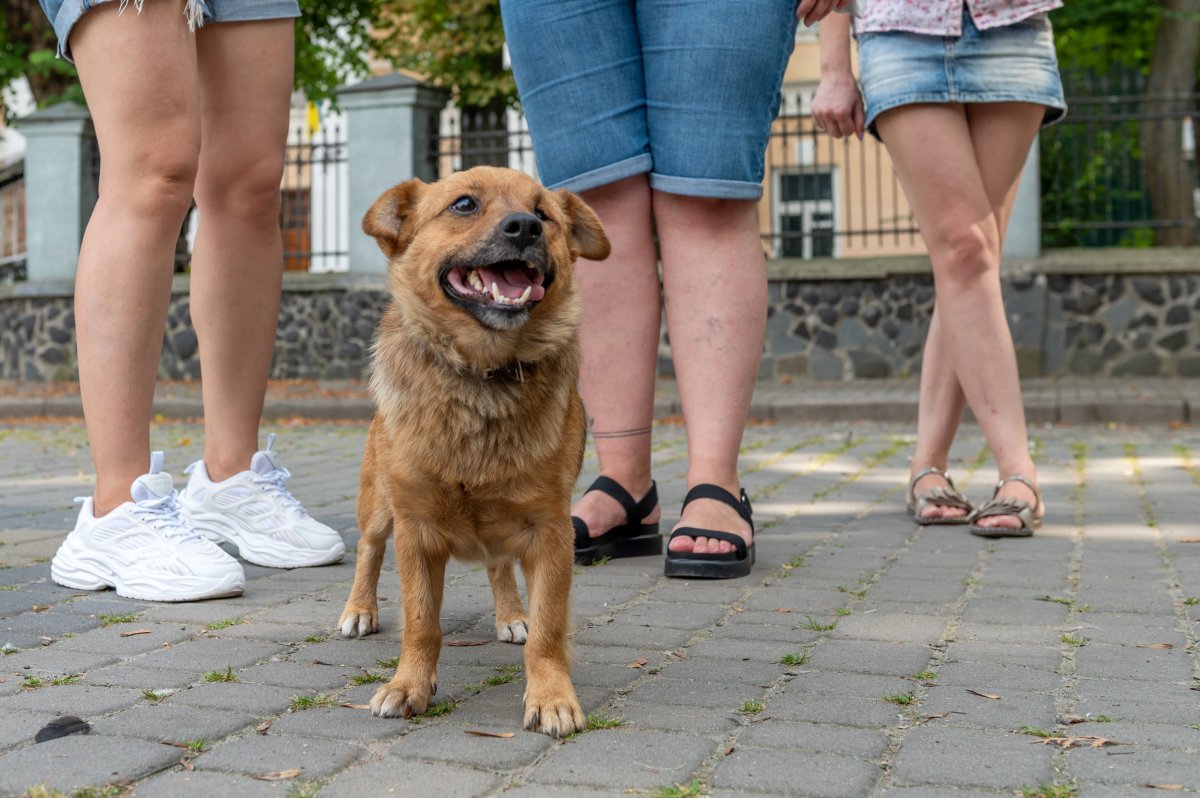 Dog