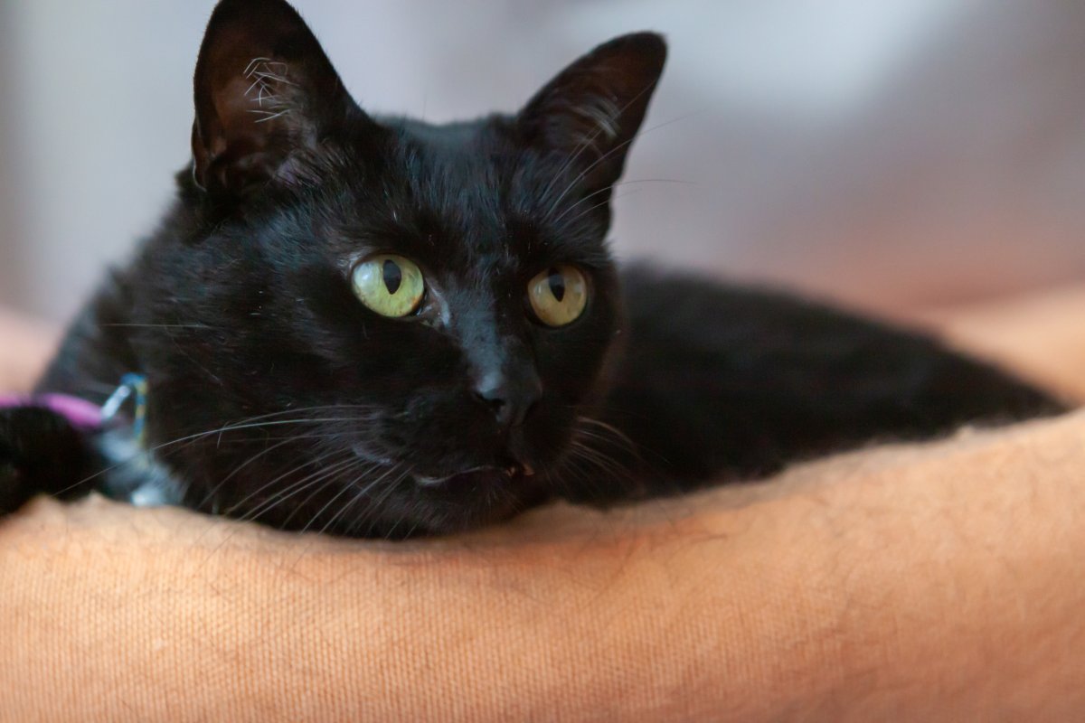cat reaction