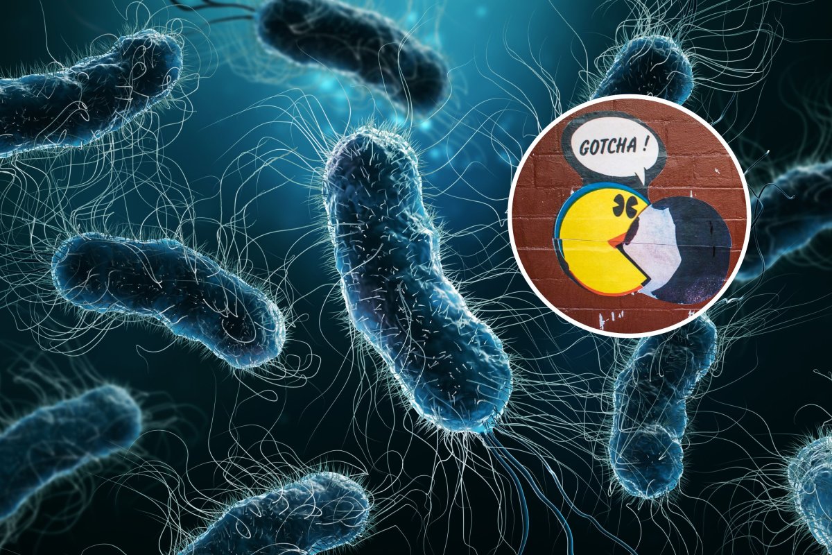 bacteria pacman
