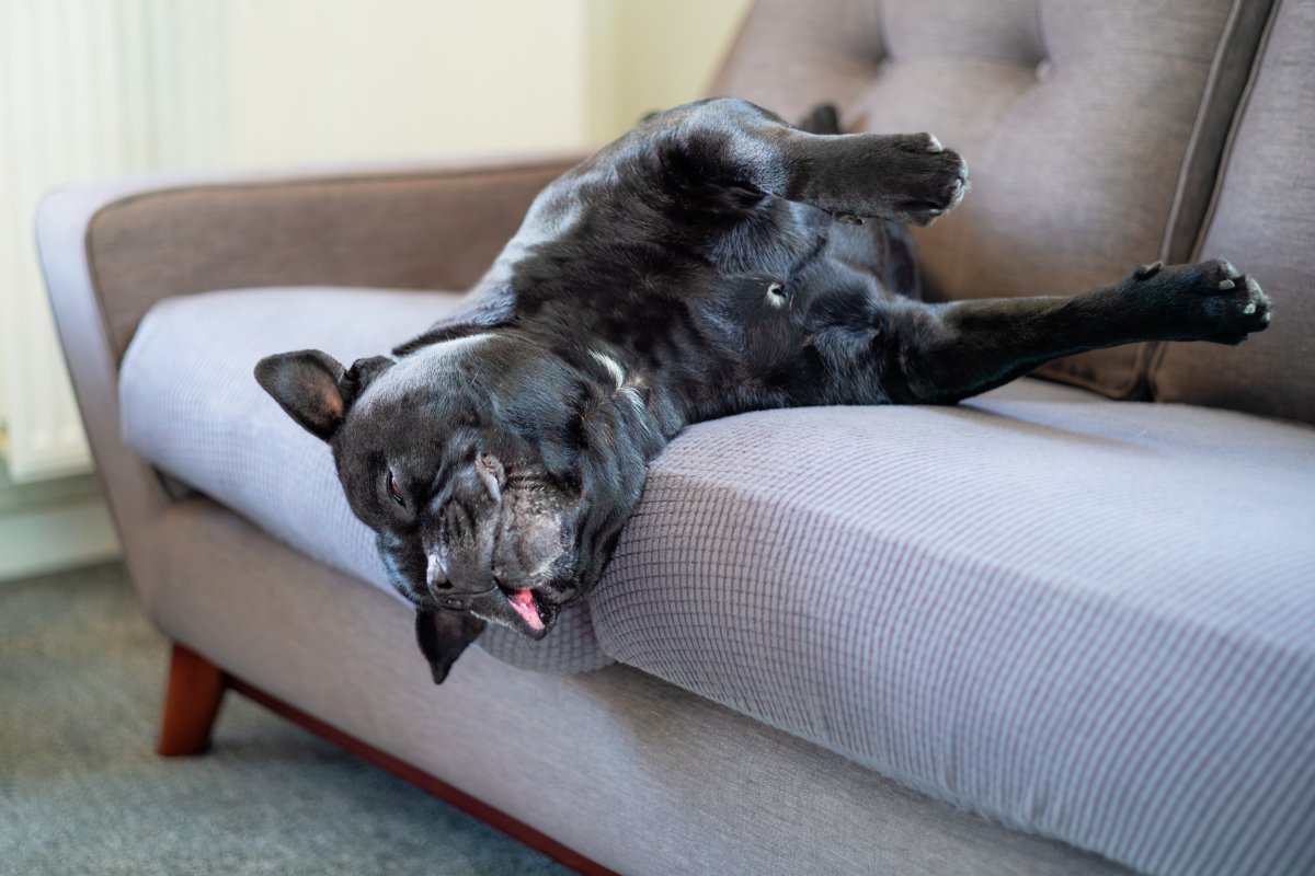 Dog sleeping on couch